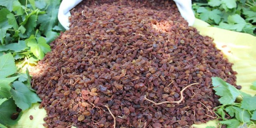 TMO, kuru üzüm alımına başladı