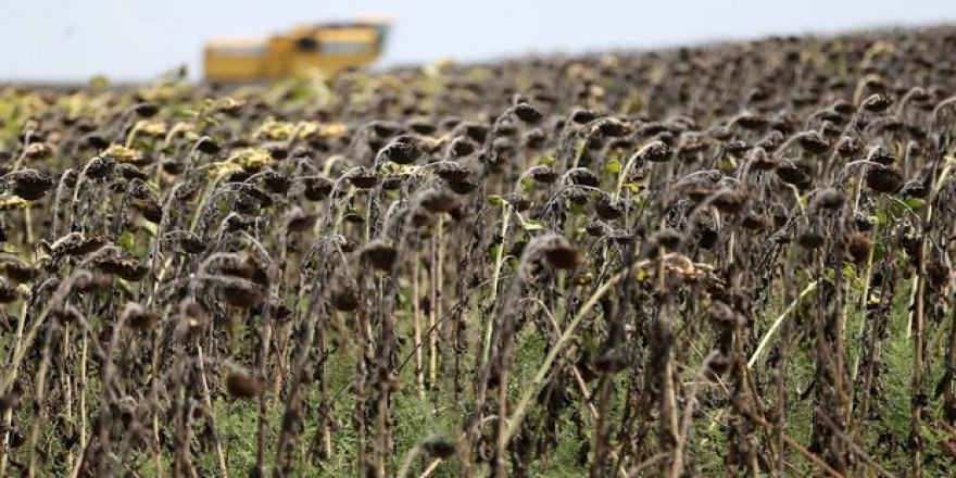 Bitkisel yağ sanayicilerinden 'stratejik stok' çağrısı
