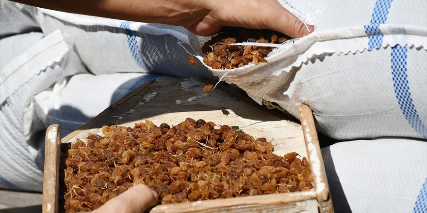 Bakan Pakdemirli: Bu Yıl Kuru Üzüm Fiyatını 12,5 Liranın Altına Düşürmeyeceğiz