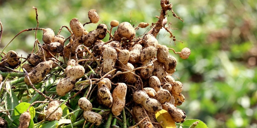 Yerli Ve Milli 'Ayşehanım' Yer Fıstığı Tohumu Abd'ye Rakip Olacak