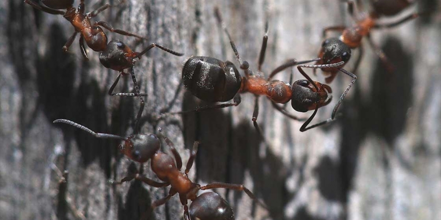 Türkiye'nin Karınca Çeşitliği Araştırılıyor