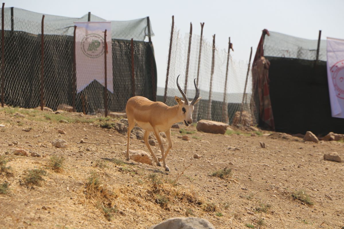 Şırnak'ta Cudi Dağı'na 50 ceylan bırakıldı