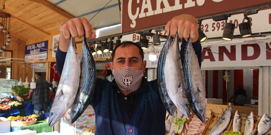 Marmara'da Palamut Bolluğu