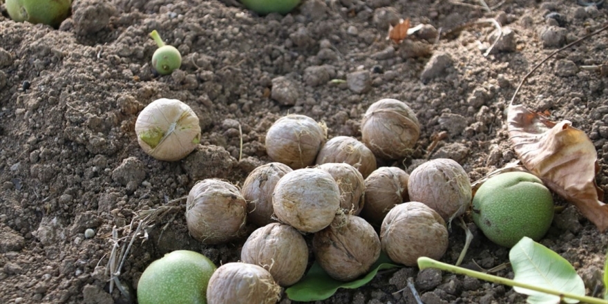 Kaman Cevizinde 'Yüksek Rekolte' Beklentisi