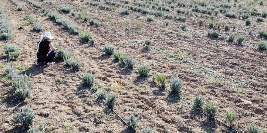 Safranbolu'nun Mis Kokulu Lavanta Tarlaları Cezbediyor