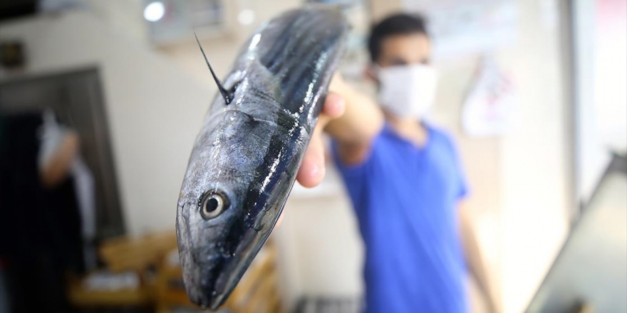 Palamut Bolluğu Balıkçıların Yüzünü Güldürüyor