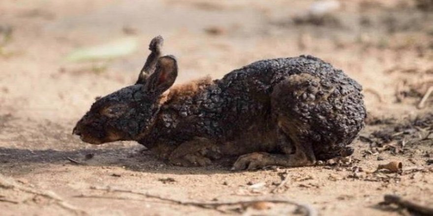 Hatay'da Ciğerleri Yakan Yangın