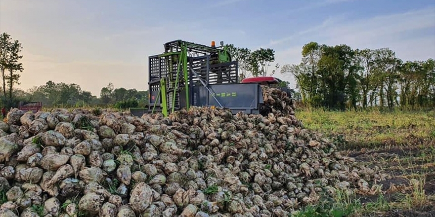 Çarşamba'da 10 Yıl Sonra İlk Şeker Pancarı Hasadı Yapıldı