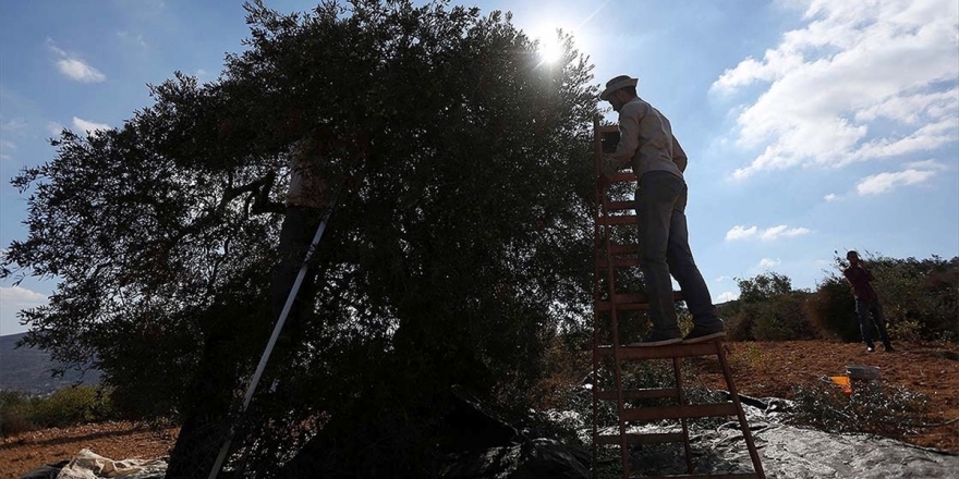 İsrail Filistinlilerin Zeytin Bahçelerine Girmesini Engelleyen Karar Çıkardı