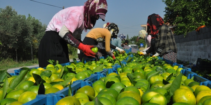 Türk Narenciyesi 9 Ayda 374 Milyon Dolar Kazandırdı