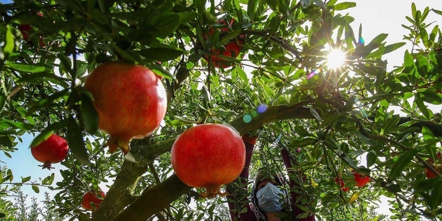 İhracatta Nar Bereketi