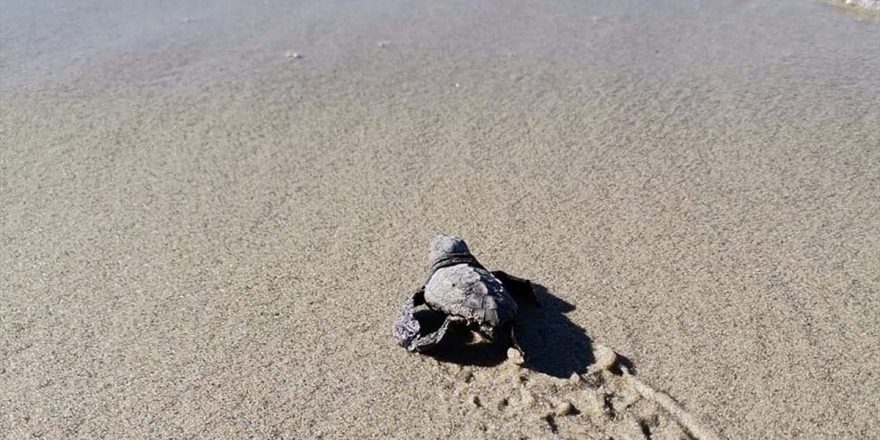 Marmara'da Yumurtadan Çıkan Yavruların Bulunduğu 'Caretta Caretta Yuvası' Tespit Edildi