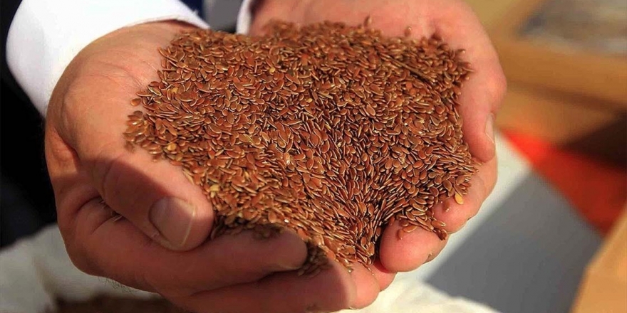 Türkiye'nin İlk Yerli Ve Milli Liflik Keten Tohumu 'Yılmaz' Toprakla Buluştu