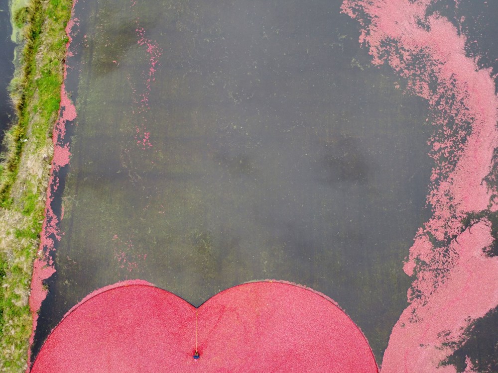 Hasat Zamanı Görsel Şölene Dönüştü