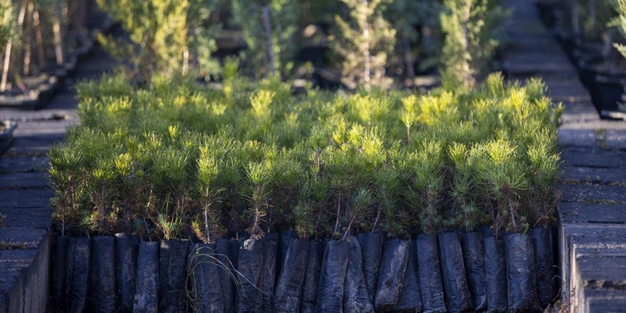 Milli Ağaçlandırma Günü Kapsamında Herkese Ücretsiz Fidan Verilecek