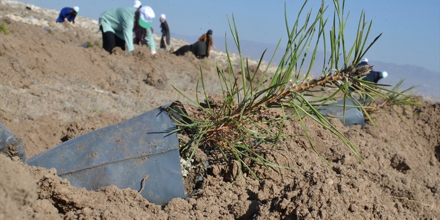 Mhp'den Hatay'daki Yangın Sonrası Fidan Kampanyası