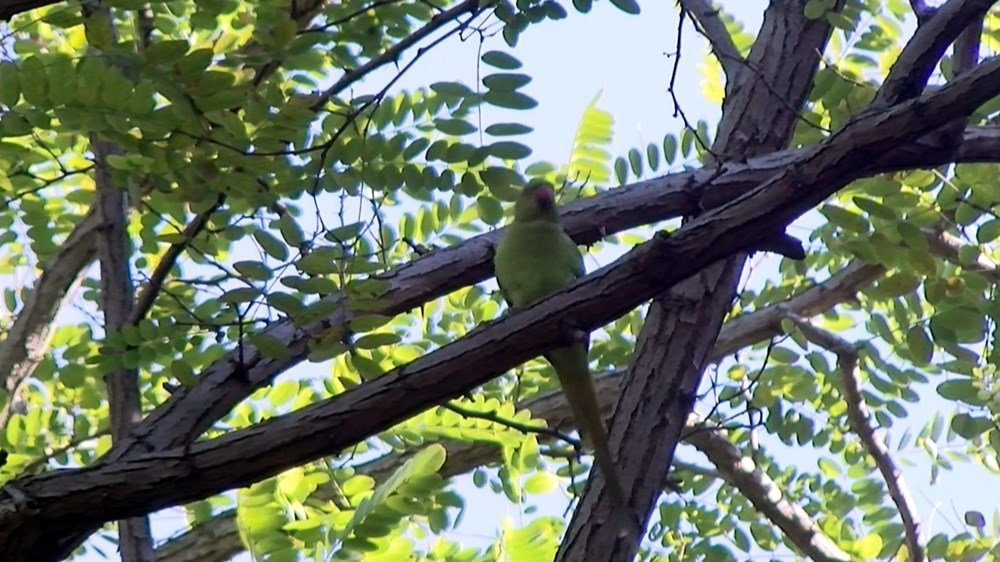 Masum değiller ve sayıları artıyor
