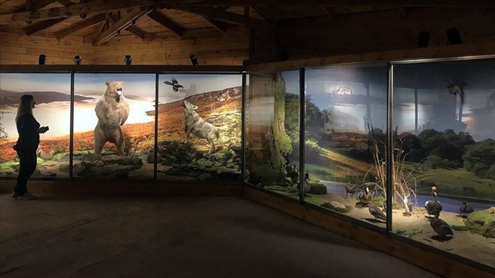 Nadir tabiat varlıklarını gelecek nesillere taşıyan müze: Yenice Doğa ve Hayvan Müzesi