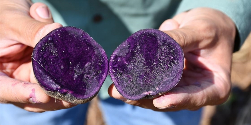 Tescilli Mor Patates 'İlkmor'un Sofralara Yolculuğu Başladı