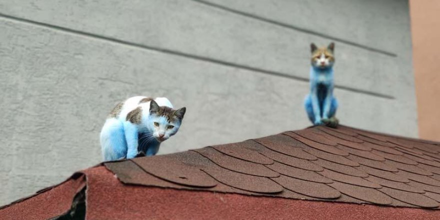 Kediler Şirinler'e Döndü, Mahalleli Şaşkın!