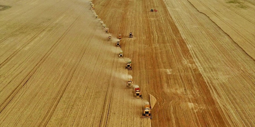 Buğday, Arpa Ve Mısır İthalatında Gümrük Vergisi Geçici Olarak Sıfırlandı