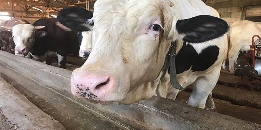 Hayvancılık İçin Yeni Yatırım Desteği