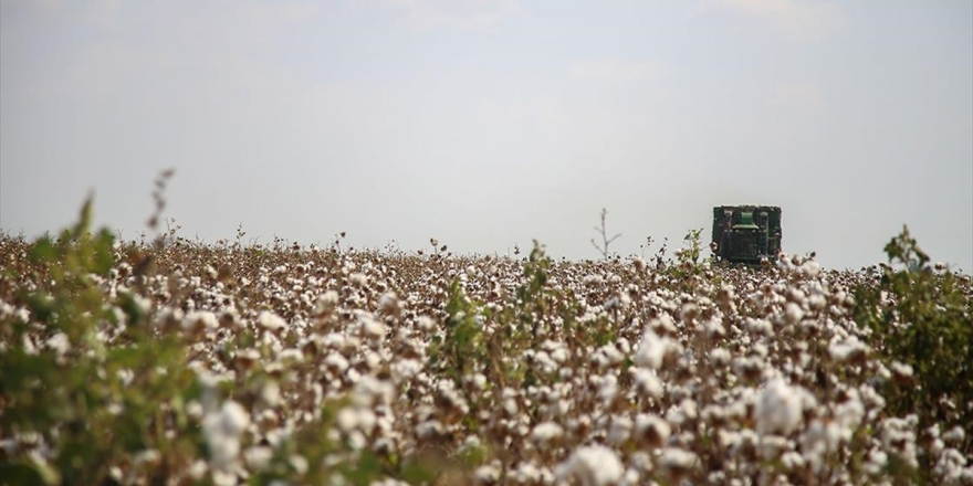 Pamuk, Elyafından Bitkisinin Sapına Kadar Ekonomiye Değer Katıyor