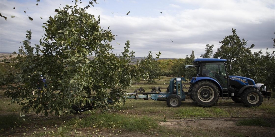 Bozuk Orman Arazilerinde Yetiştirilen Cevizler Ekonomiye Katkı Sağlıyor