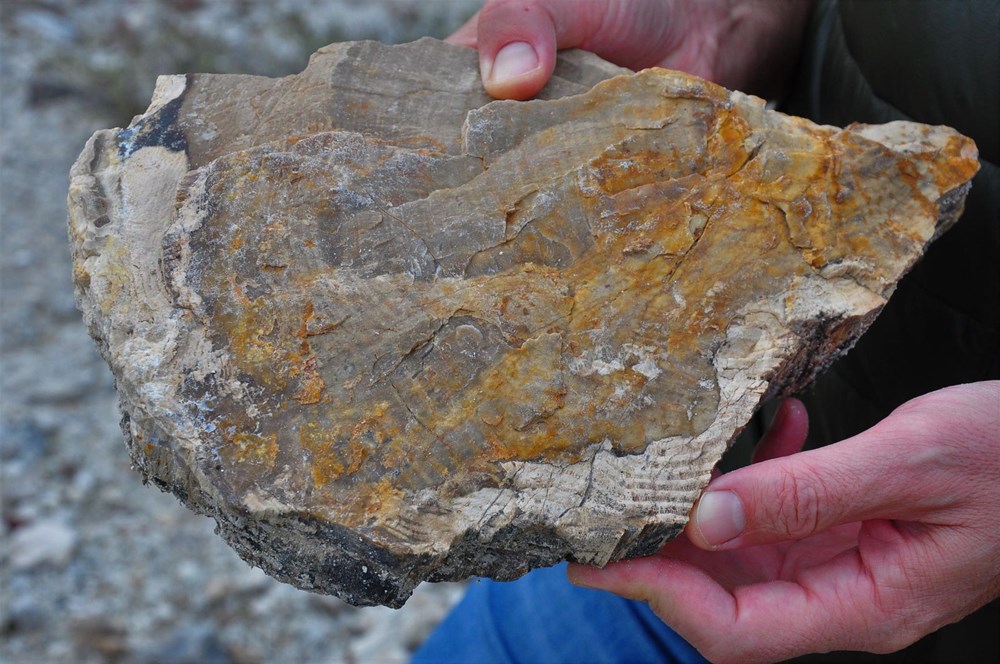 21 milyon yıllık fosil ağaç ormanı tehlikede