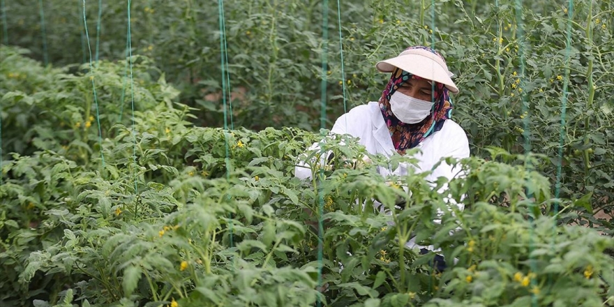 Türkiye'nin Yerli Ve Milli Sebze Tohumları Kadınlara Emanet