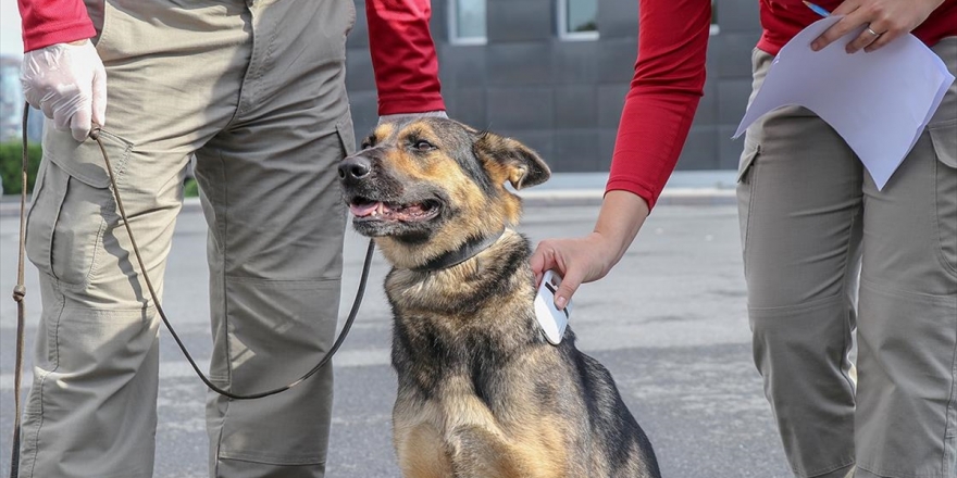 Patlayıcı Madde Tespit Köpekleri Sınavla Belirleniyor