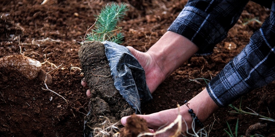 Stoklardaki 261,4 Milyon Fidan 'Geleceğe Nefes' Olacak