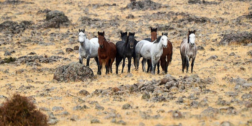 Tunceli'de Yılkı Atları Bozkırlara Renk Katıyor