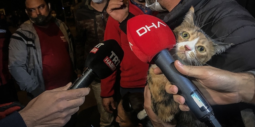 Depremde Enkazdan Çıkarılan Kediler Unutulmadı