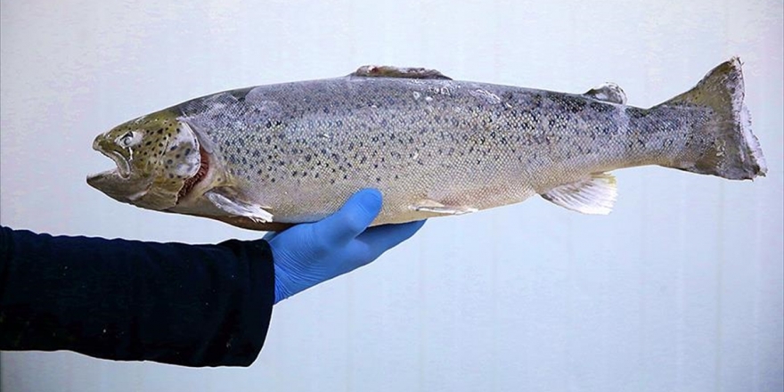 Trabzon'dan Yaklaşık 14 Milyon Dolarlık Karadeniz Somonu İhracatı