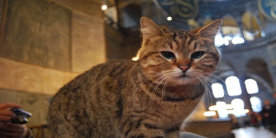 Ayasofya'nın Sembol Kedisi Hayatını Kaybetti