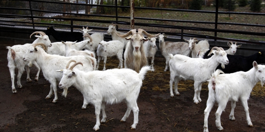 Ankara Keçisi Yetiştiricilerine Pozitif Ayrımcılık