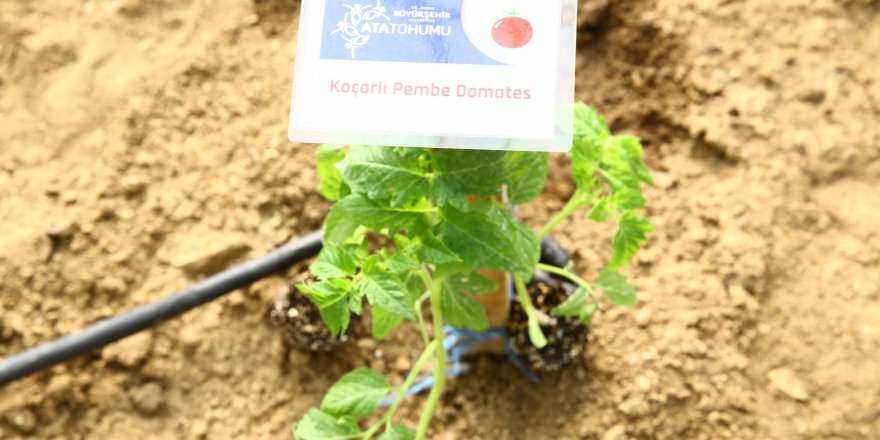 Aydın Büyükşehir Belediyesi Ata Tohumlarını Bu Yıl da Toprakla Buluşturdu