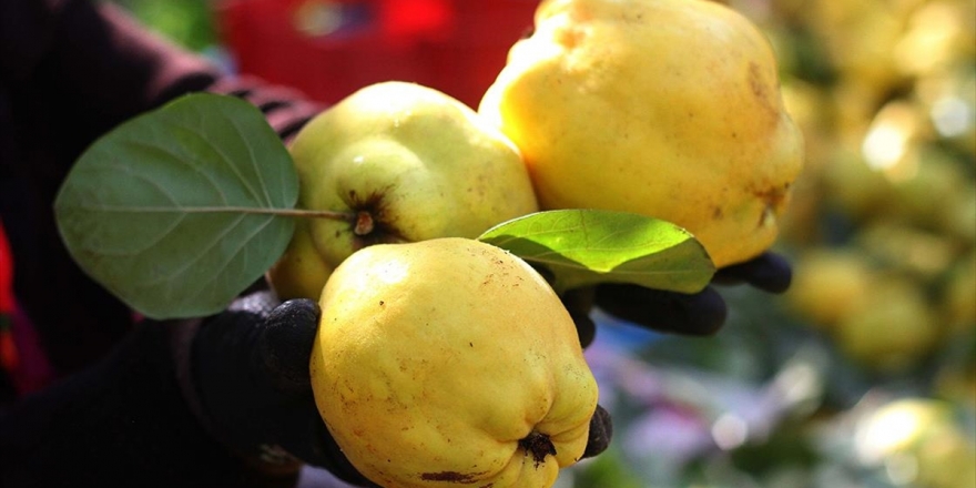 Dalında Satılan Şahinkaya Ayvası 10 Ülkeye İhraç Ediliyor