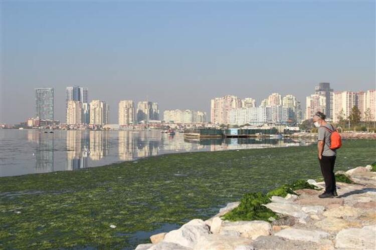 İzmir'de deniz marulu, sahili yeşile boyadı