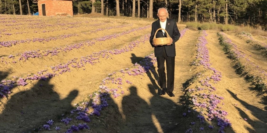 Chp Genel Başkanı Kılıçdaroğlu Safran Hasadı Yaptı