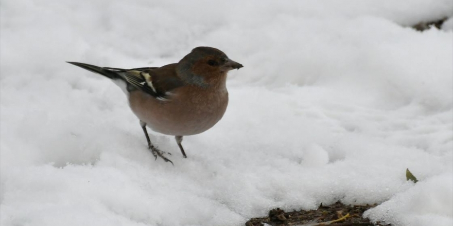 Doğu Anadolu'da 5 İlde Kar Bekleniyor