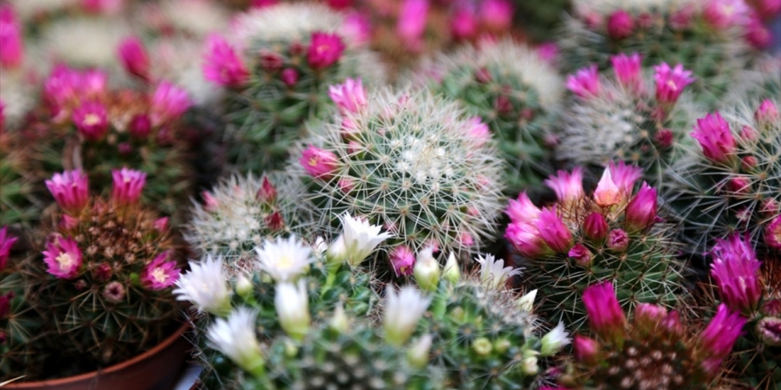 Kovid-19 Salgınında Evde Kalanlar Süs Bitkilerine Talebi Arttırdı