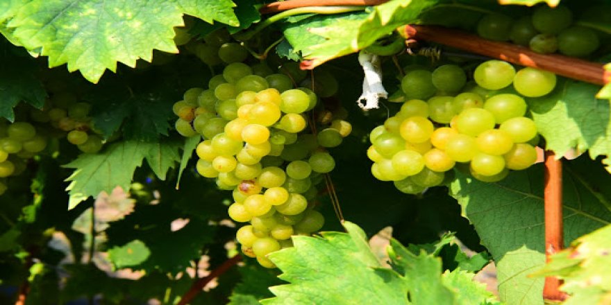 Koronaya Karşı En İyi Besin Hangisi?