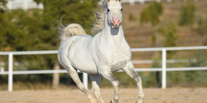 Şampiyonların Spermi Katar'a Satıldı