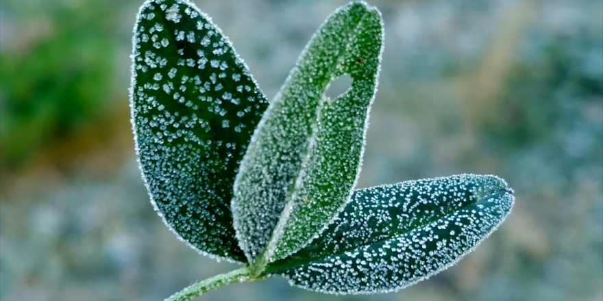 Doğu Anadolu'da Buzlanma Ve Don Olayı Bekleniyor
