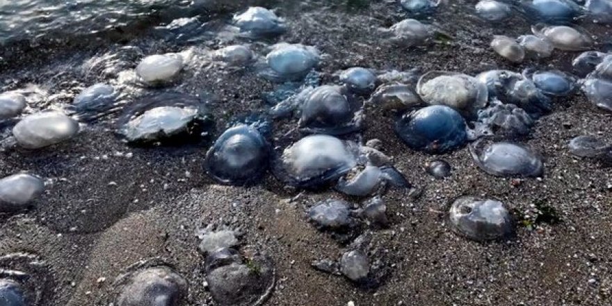 İstanbul Sahillerini Denizanası İstila Etti