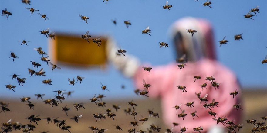 Arı Yetiştiricilerine Meteorolojik Destek