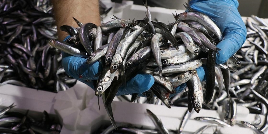 Hamsi Üç Ayda 2,2 Milyon Dolar Kazandırdı