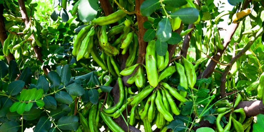 Tarım Ve Orman Bakanlığı Keçiboynuzu Üretimi İçin Yatırım Çağrısı Yaptı